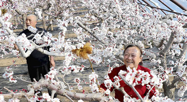 甘肃静宁：大寒时节授粉忙