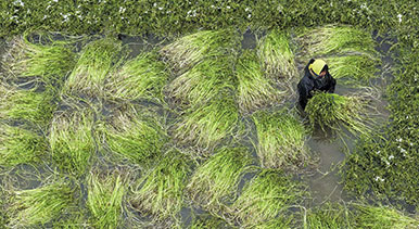 江苏海安：采收水芹菜