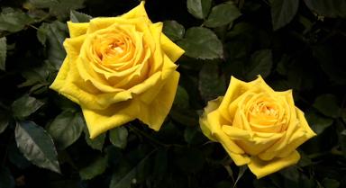 延时摄影看黄月季明媚绽放