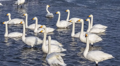 山东荣成：天鹅沐雪