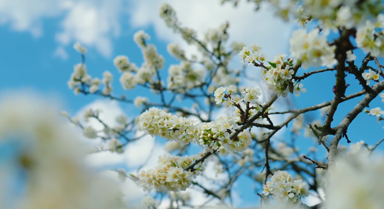 云南耿马梨花迎来盛花期