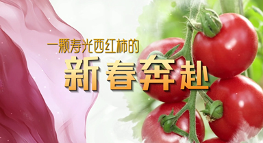 一颗寿光西红柿的新春奔赴