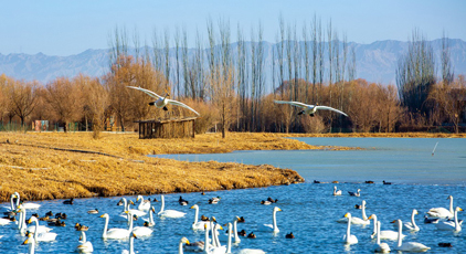甘肃张掖:冰雪消融候鸟欢