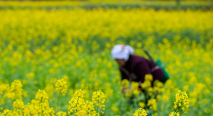 贵州从江:油菜管护正当时