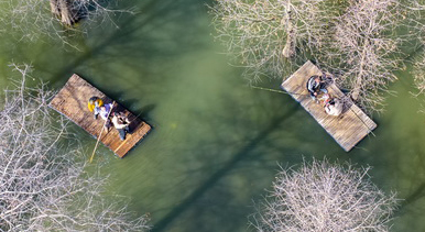 江苏沭阳:春游水杉林