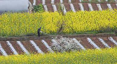 四川荣县：乐德红土地 春日调色板