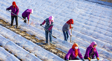 甘肃张掖：搭建小拱棚