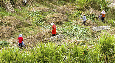 广西蒙山：采收甘蔗