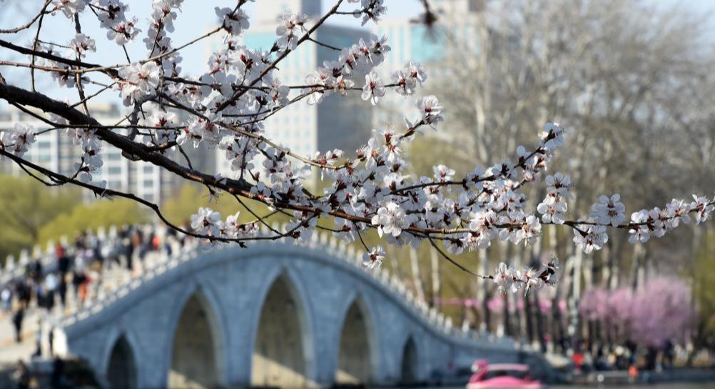北京玉渊潭春花争艳