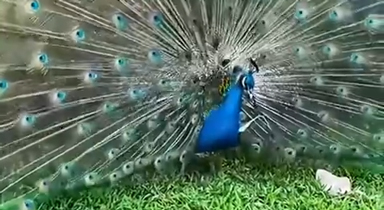 有种幸运是看到孔雀开屏