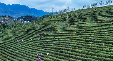贵州晴隆：采摘春茶