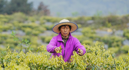 重慶：縉雲甜茶採摘忙