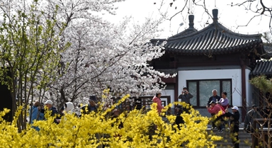 春染京城花枝俏