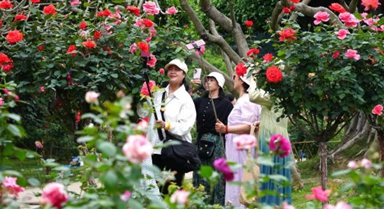 广西南宁：月季花开迎客来