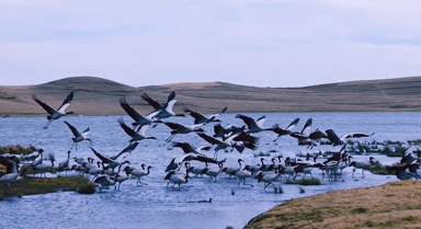 云南大山包黑颈鹤蓄势北飞