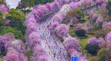 广西柳州:花海赛道上演全民跑