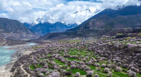 雪域春归 林芝桃花次第开