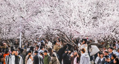呼和浩特:青城桃花开