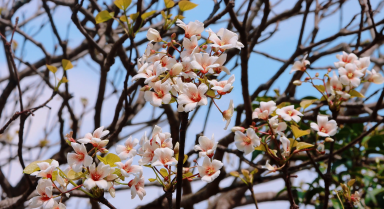 春日浪漫！看油桐花在暖阳里绽放