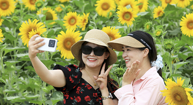 安徽淮北：芬芳夏日葵花开