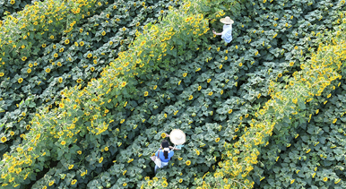 河南济源:油葵绽放