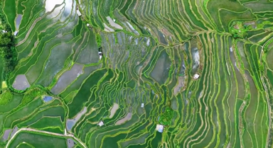 夏日哈尼梯田如翡翠镶嵌山间