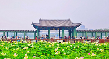 北京：荷花绽放