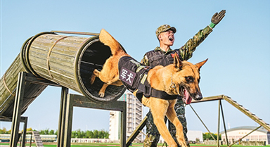 武警天津总队某支队开展军犬专业训练