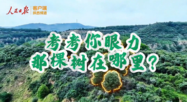 考考你眼力，那棵树在哪里？