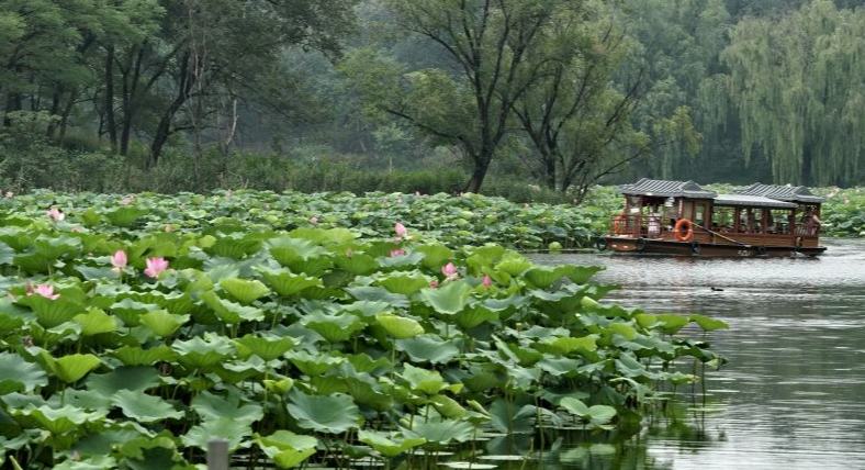 北京圆明园：映日荷花别样红