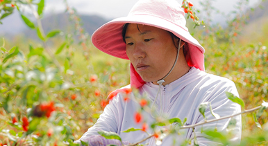 甘肃甘州：枸杞丰收