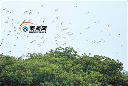 重88斤,文昌一收购商收购到一特大号菠萝蜜