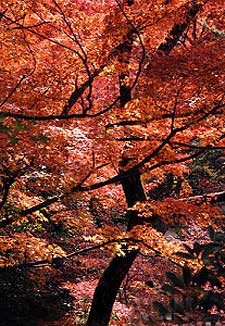 邻邦动态:尼泊尔人在街边洗澡 韩国民众制作泡