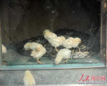 河南漯河动物园:小鸡欺负大蟒蛇