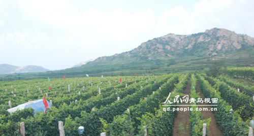 平度大泽山葡萄节带起20万亩葡萄产业