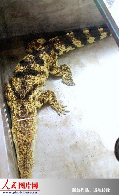 江苏盐城:宾馆镇馆之宝竟是条大鳄鱼