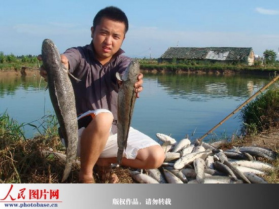 浙江温岭:一个雷电 击死一万条乌鱼 (2)