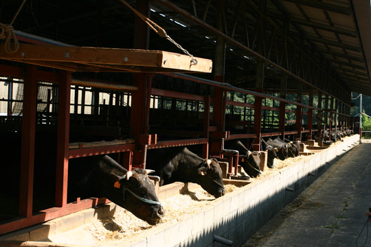 掀开神户牛面纱:真的听音乐、喝啤酒、享受按