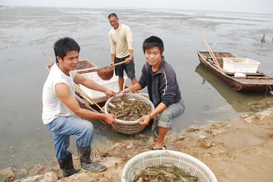 沾化滨海大对虾当天上岸 转天就上上海餐桌