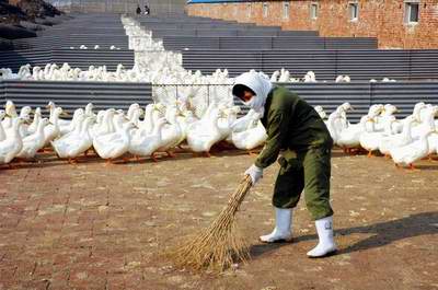 灯塔市佟二堡镇养鸭走上致富路