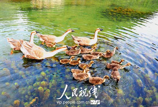 组图:绒毛小鹅初下河 (2)