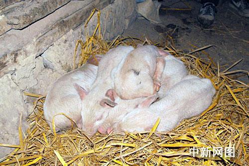 重庆:一头母猪24天两次分娩 生下24只小猪(图