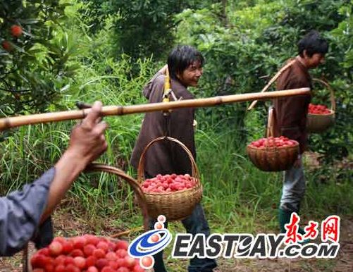 六月,故乡的杨梅悄然成熟