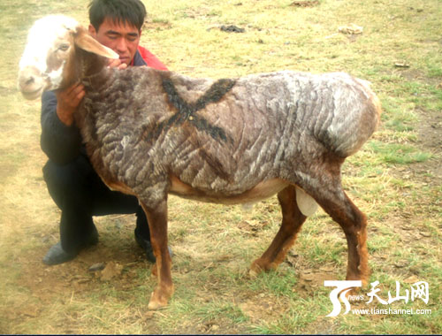 新疆巴什拜羊与野生盘羊杂交成功减去肥尾巴