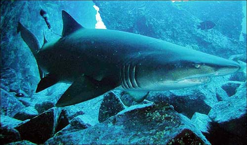 银川海洋馆鱼缸爆裂百吨海水倾泻 一条鲨鱼摔