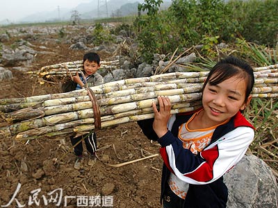 广西蔗糖产量继续高居全国首位