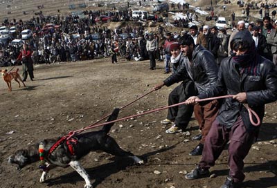 阿富汗喀布尔举行斗狗比赛