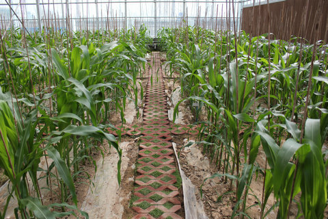 甘肃农业大学校外教学实习基地在金穗种业公司