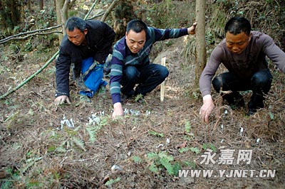 永嘉陡门山溪头村再现水晶兰--温州频道--人民