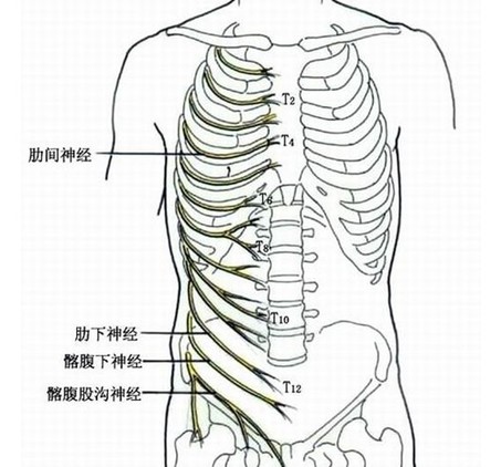 男人的乳头最没用 盘点人体最没用的20个器官